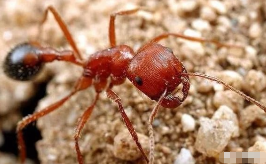 马里科帕须蚁主要分布在美洲沙漠地区,是一种毒蚂蚁,被它蛰到会让人