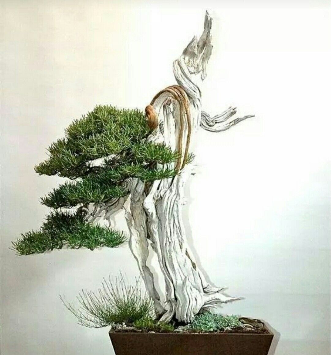 领略一下崖柏盆景的风采_高清图集_新浪网