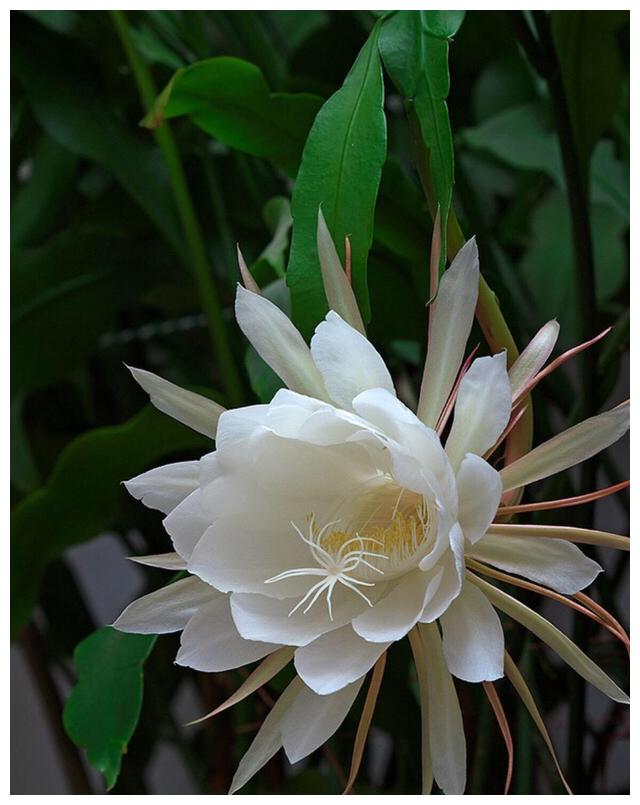 昙花怎么养?“一片叶”扦插1棵,开花爆盆,洁白无瑕,美如莲花|昙花|枝条|盆栽_新浪新闻