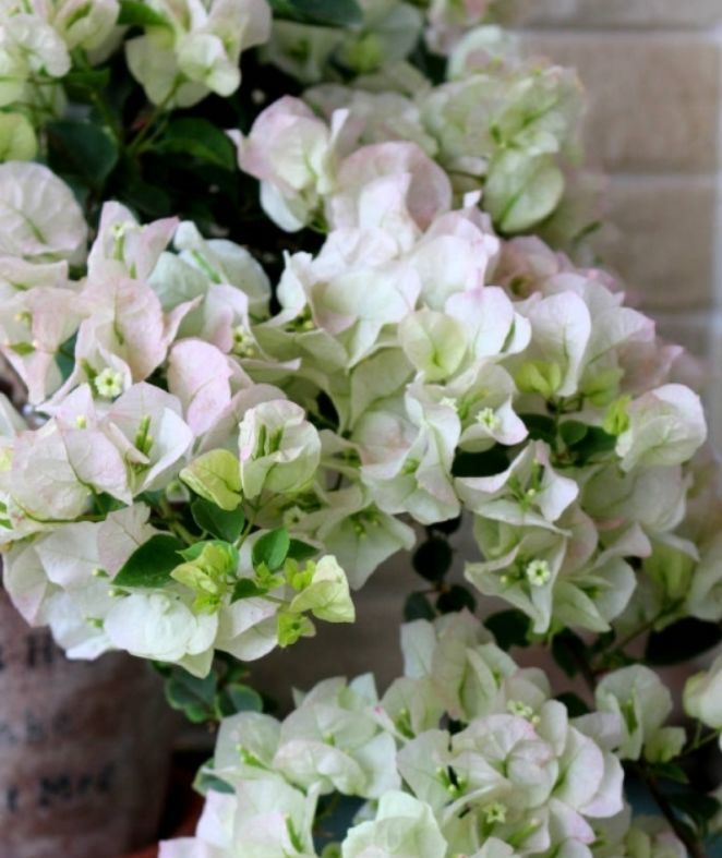 喜欢三角梅,就养盆"珍稀名品"牙买加白三角梅,花开如白云飘飘_高清