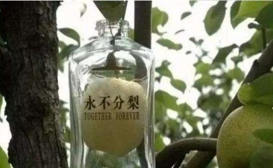 五粮液新品“永不分梨”,到底有什么奇效?商家:可以卖得更贵