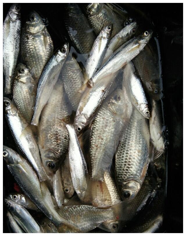 被电鱼网鱼的小野河 还是有货 第三条收尾.|小野|小鱼|油炸_新浪新闻