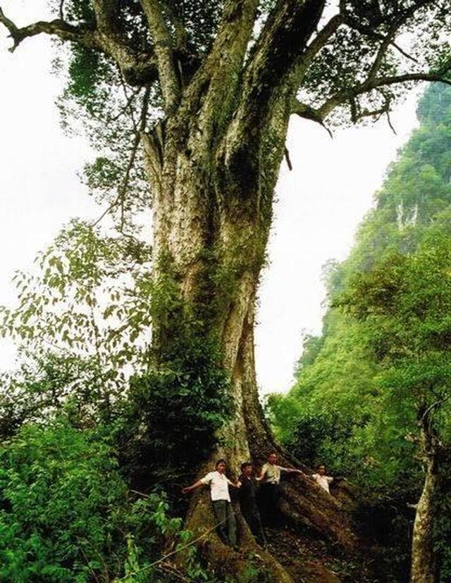 广西6大树王,有的还健在,有的已死去,你见过几棵?