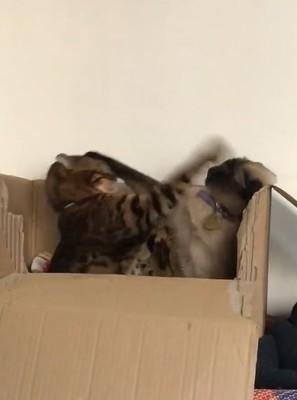 两只猫为抢纸箱 大打出手 暹罗猫落败让出纸箱 狸花猫 舒服 狸花猫 暹罗猫 纸箱 新浪新闻 两只猫为抢纸箱 大打出手 暹罗猫落败让出纸箱 狸花猫 舒服 狸花猫 暹罗猫 纸箱 新浪新闻