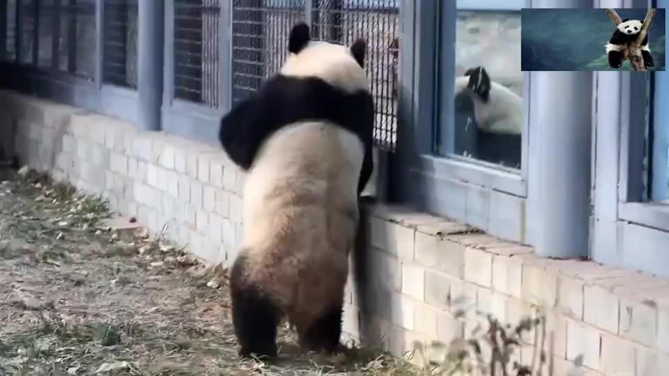 大熊猫花点点看我旋转跳跃多轻盈对面的那只熊学着点