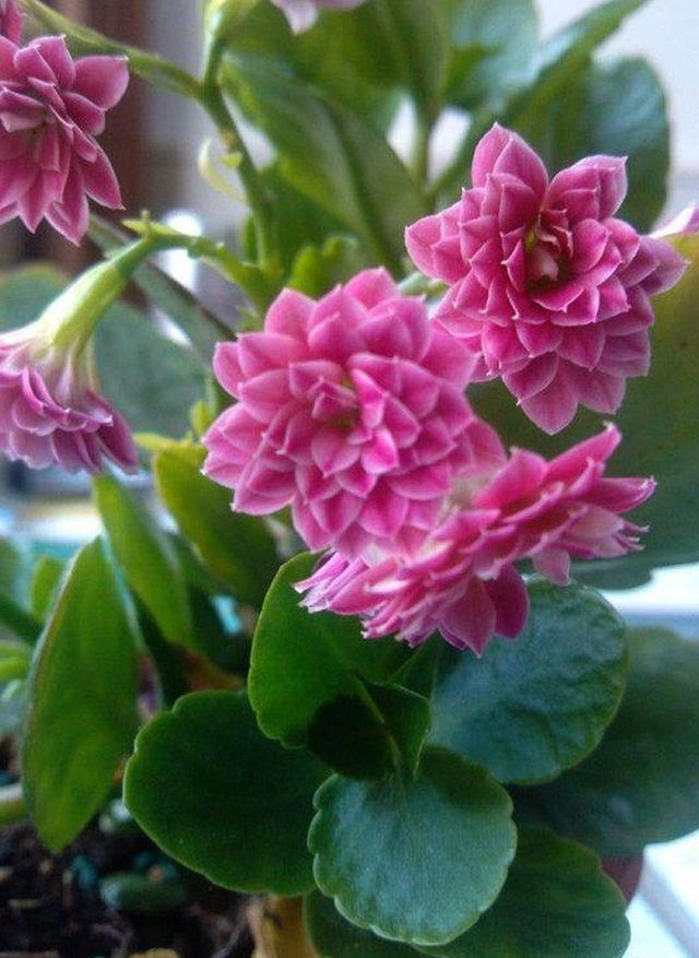 为"长寿花",学名圣诞伽蓝菜,是近年来国际花卉市场发展最快的盆花之一