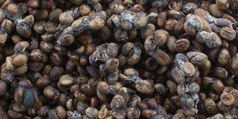 猫屎咖啡挣不挣钱小两口养了8只麝香猫,月入百万!