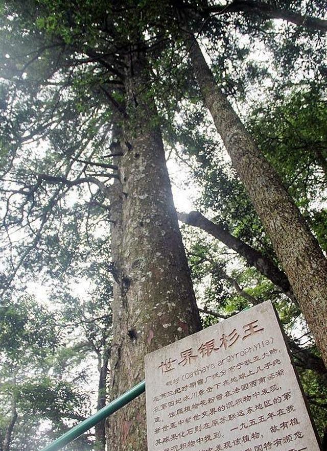 广西名贵树种大全图片