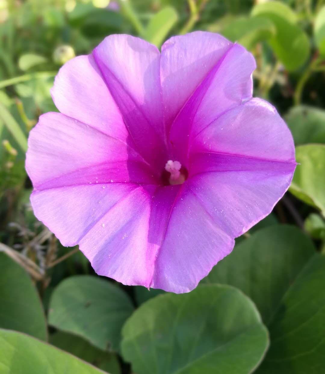 那些我们熟悉的花朵在印尼变成了这个样子,你知道原因吗?