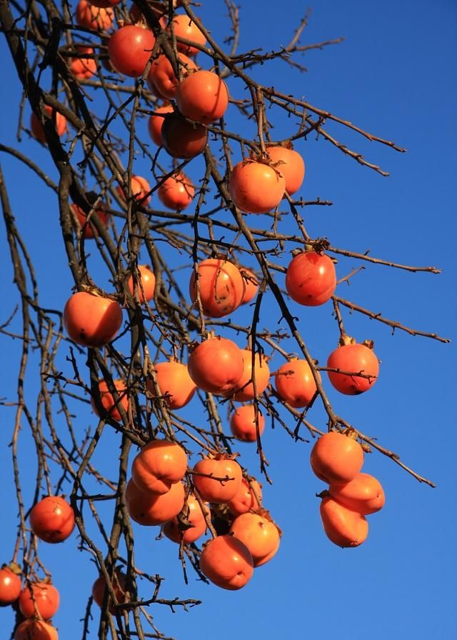 "柿柿"如意,柿子树上硕果累累,真是幸福又丰收的一年啊_高清图集_新浪