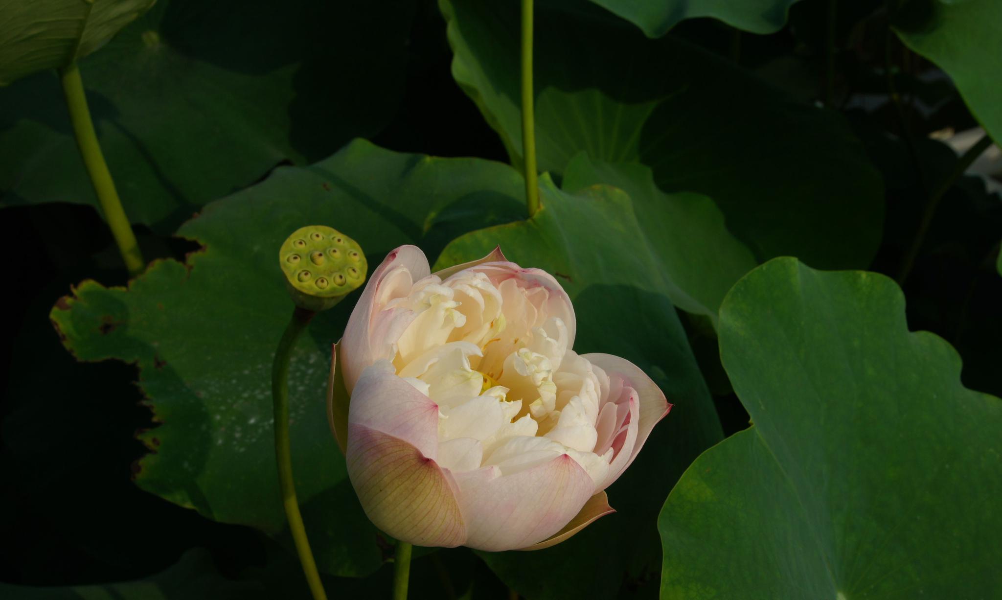 常州新闸荷园:荷花盛开,品种繁多,吸引众多摄影者和游客驻足