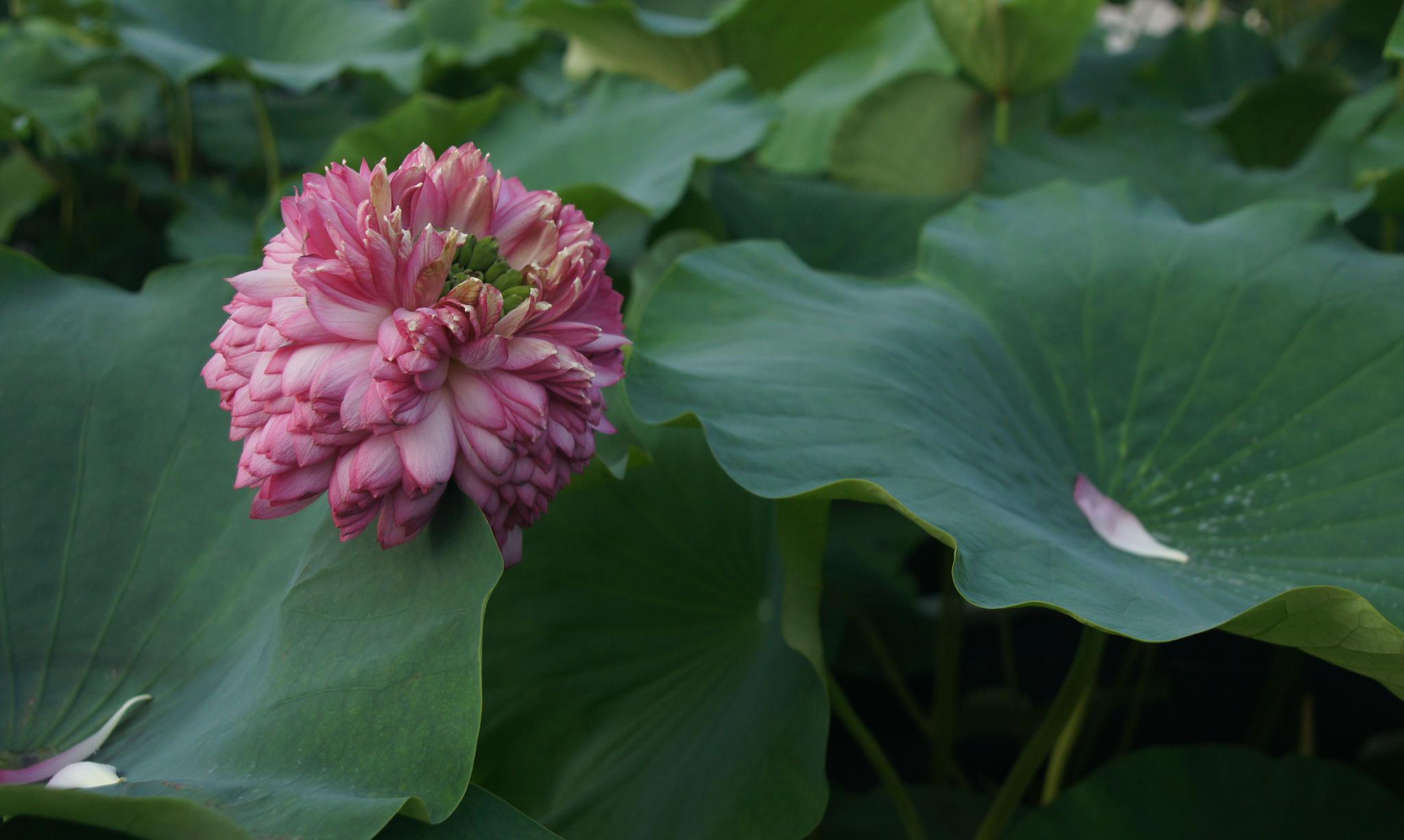 常州新闸荷园:荷花盛开,品种繁多,吸引众多摄影者和游客驻足