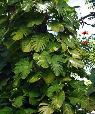 植物百科,麒麟叶,原产于亚洲东南部