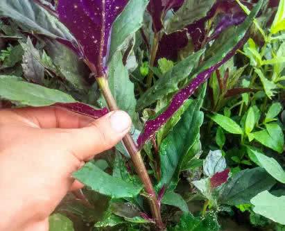 这盆栽被称为补血菜原来是因为它叶色血红有补血作用