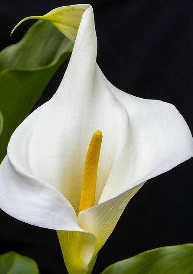 世界22个主要国家的国花(世界22个主要国家的国花及简介)