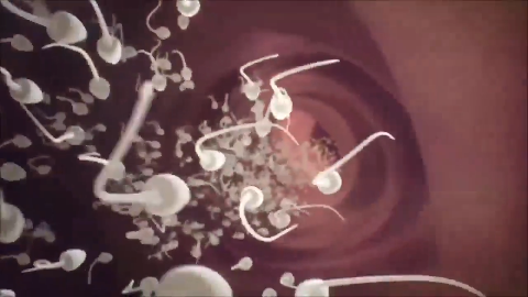 动画演绎人类受孕全过程,精卵结合一瞬间,精子释放出基因_新浪新闻