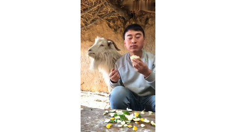 贪吃羊系列山羊挑战无表情吃柠檬话说山羊有什么表情 手机新浪网