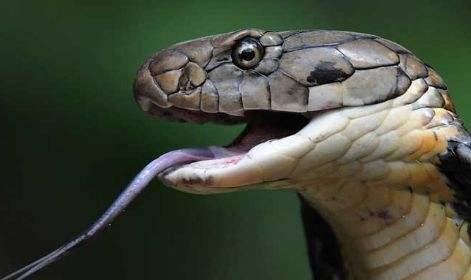 如果眼镜蛇体内注入眼镜蛇的毒液眼镜蛇会死吗涨知识了