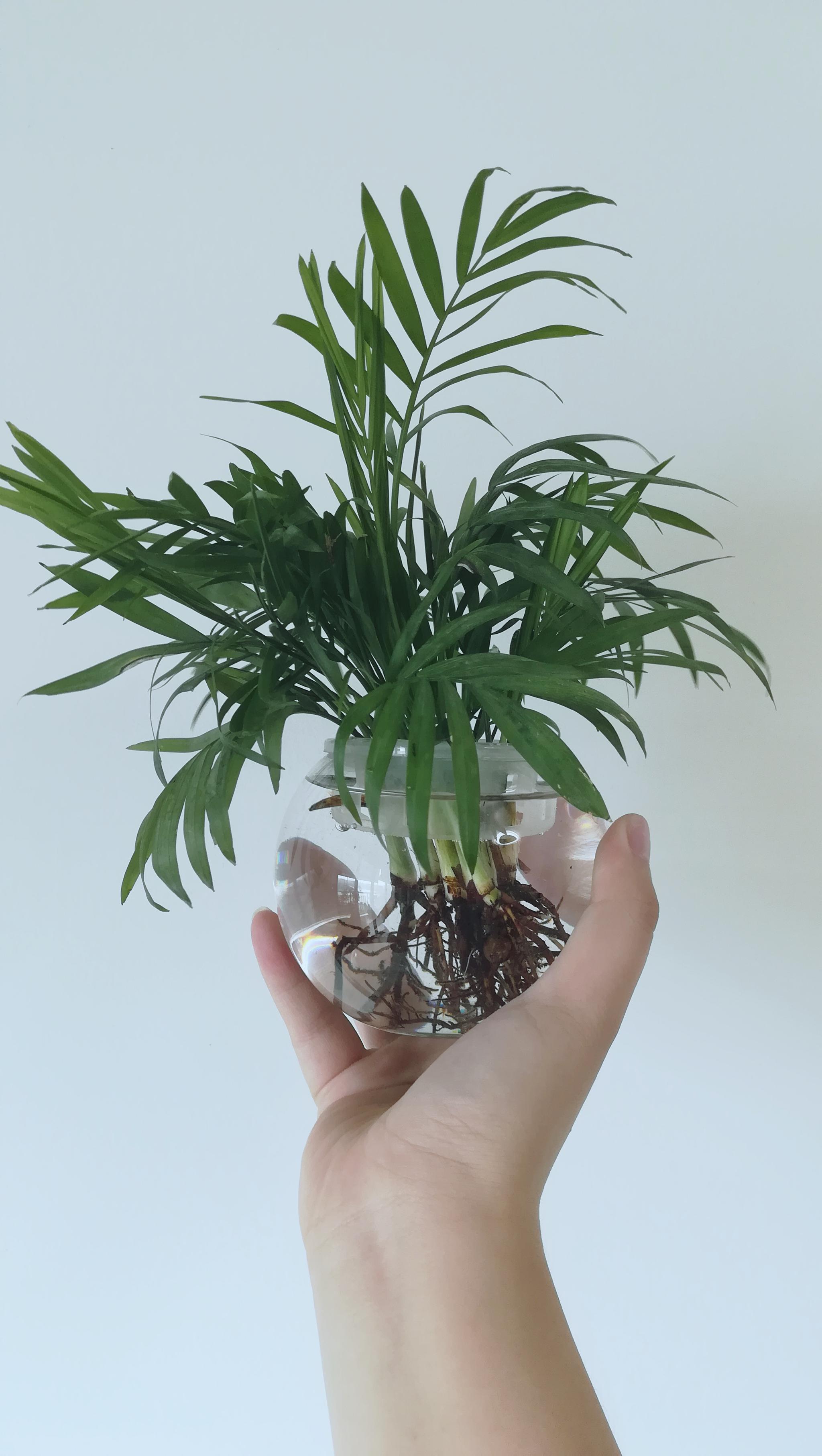 袖珍椰子水培2种水管饱又爆盆