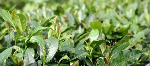 茶葉樹如何種植,注意水分和營養,關鍵技術要掌握,高產的關鍵