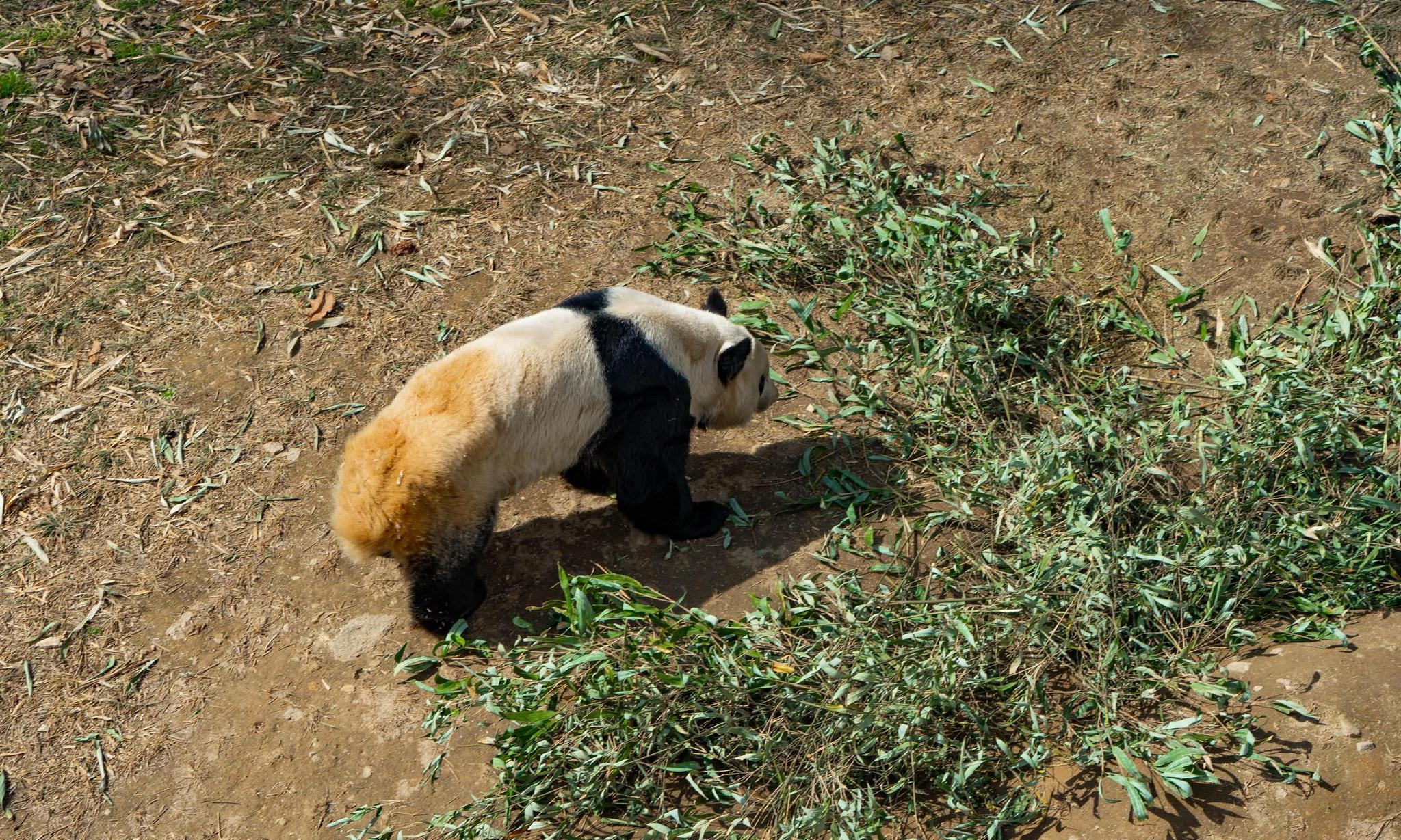 2023佛坪熊猫谷游玩攻略,熊猫谷现在有两只熊猫了，一... 【去哪儿攻略】