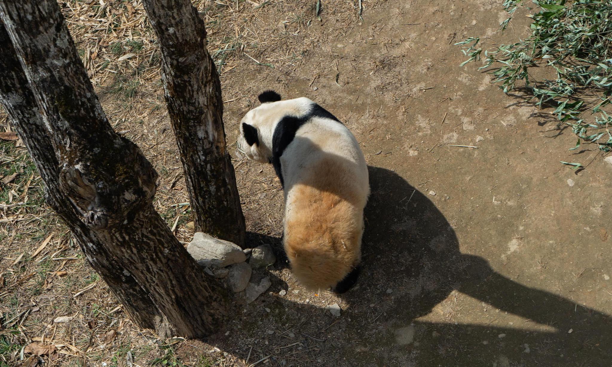 除了四川汉中佛坪县也是熊猫的家乡在这发现了棕色的大熊猫