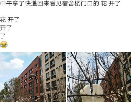 宿舍楼下的树开出 梨花 网友涮火锅味道最佳 梨花 萝卜片 招儿 新浪新闻