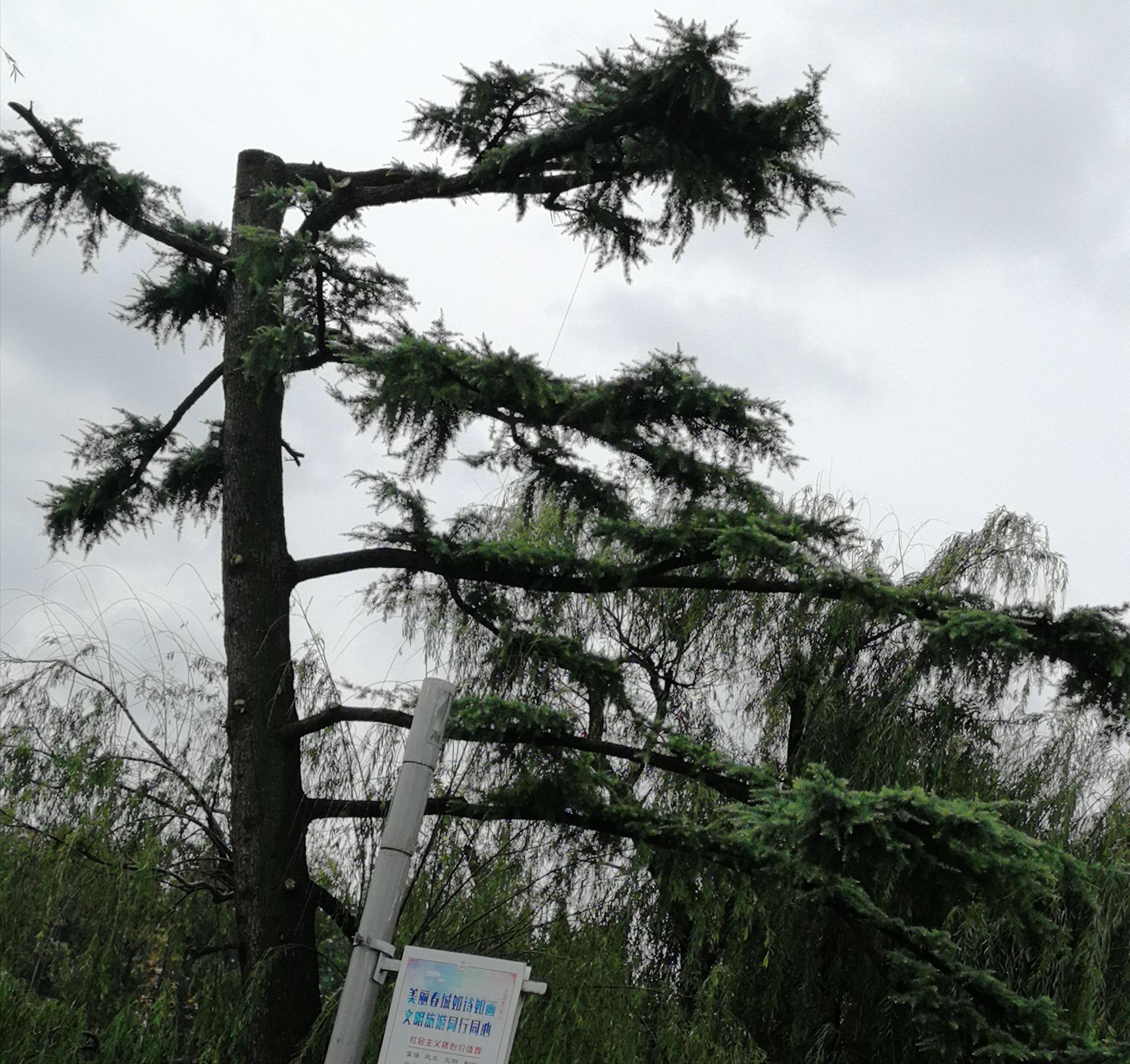 荷花含苞待放的荷花香气四溢的桂花长了小芭蕉的芭蕉树很特别的迎客松