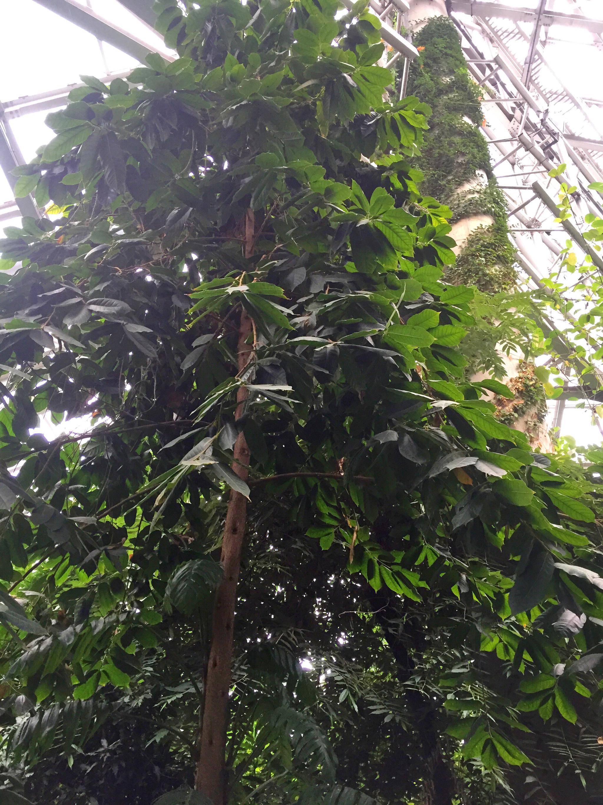 见血封喉又名箭毒木,具乳白色树液,树皮灰色,春季开花.