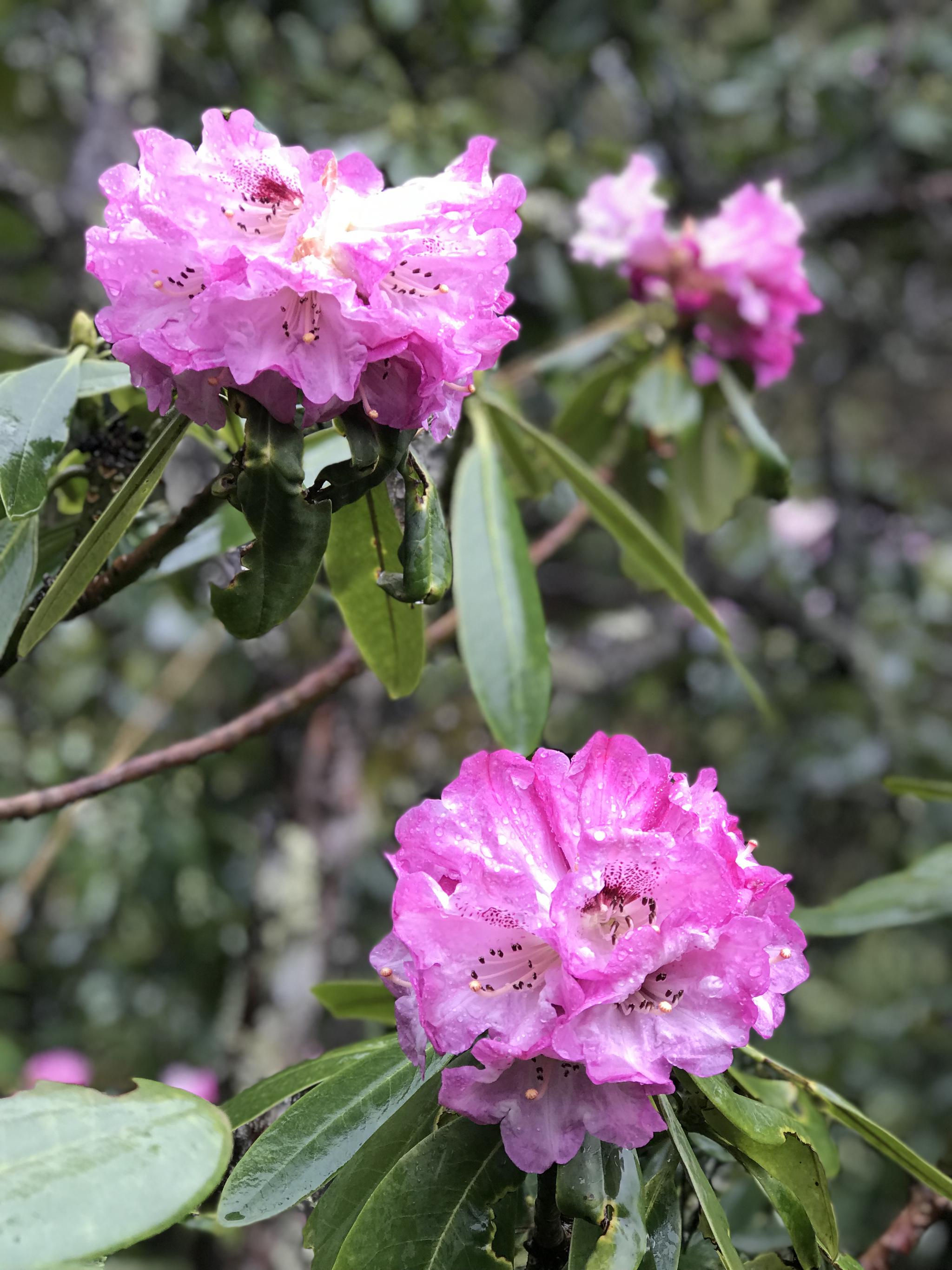 花仙子汉服小姐姐惊艳木王山高山杜鹃成为春季旅游打卡网红地