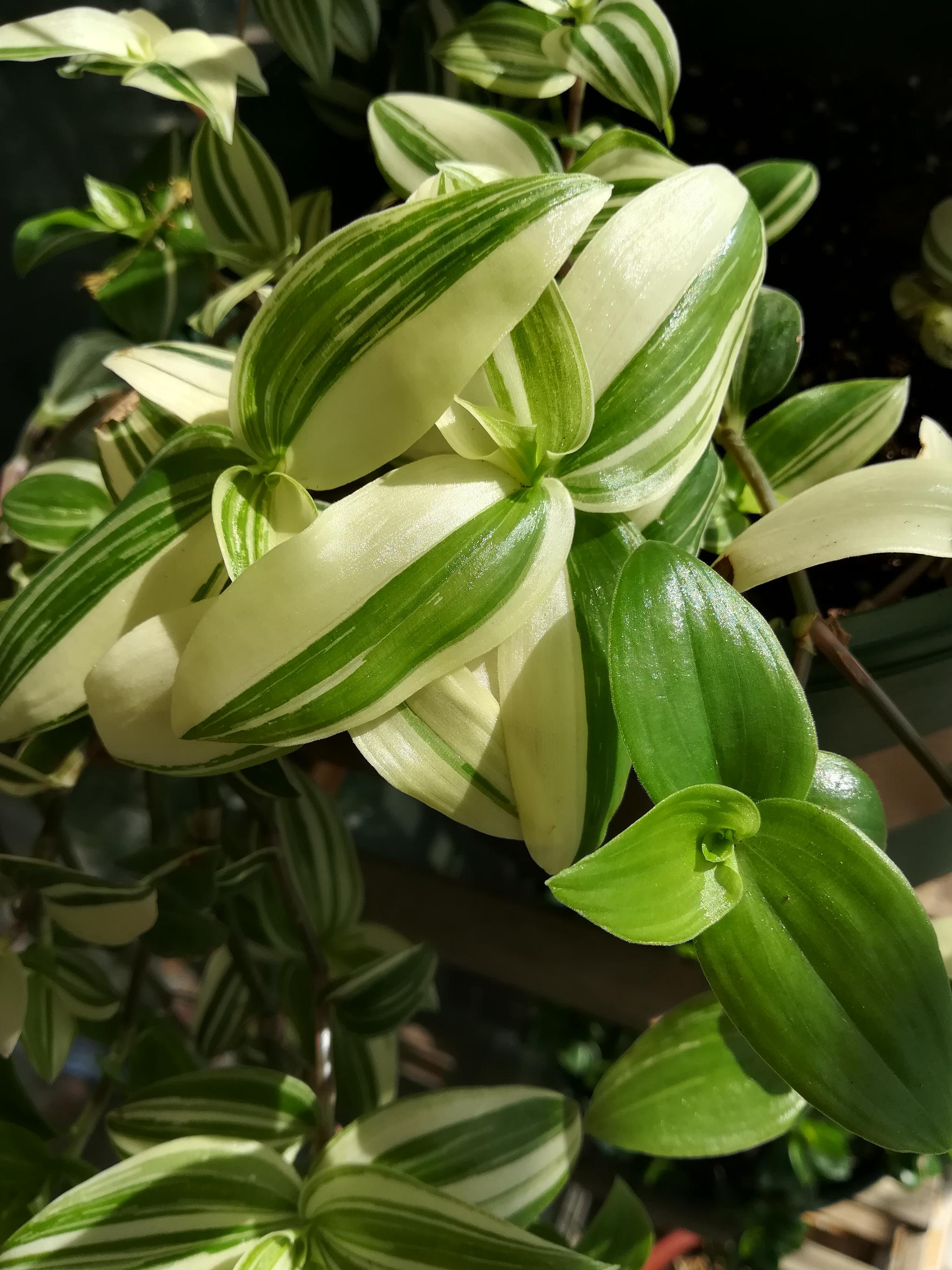 再次使用花遇吊竹梅叶片增多效果明显