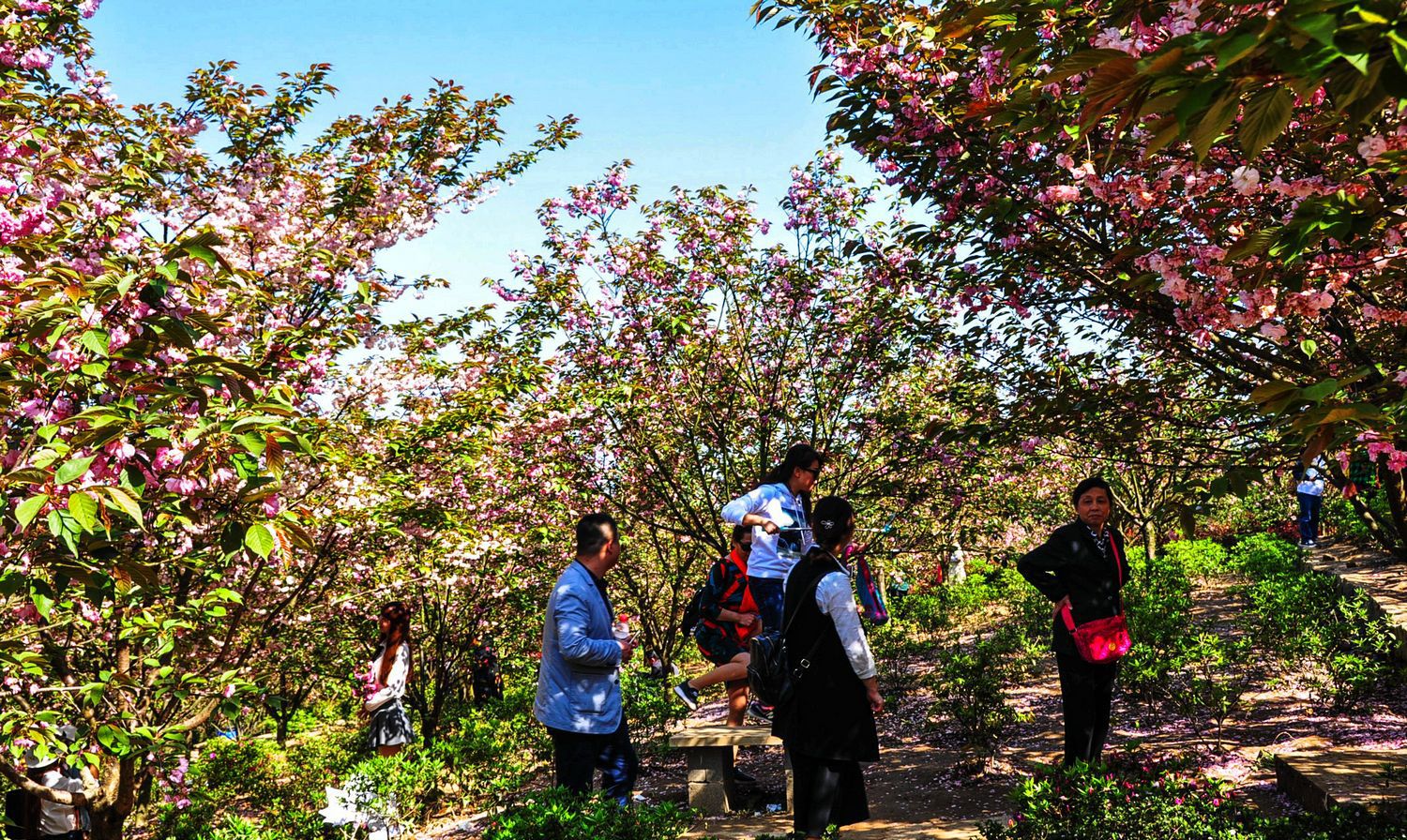 重庆五洲园春季红枫风景实拍