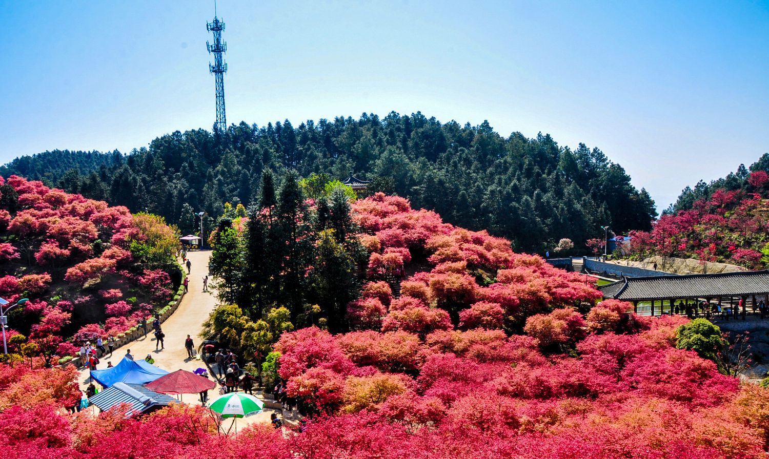 重庆五洲园春季红枫风景实拍