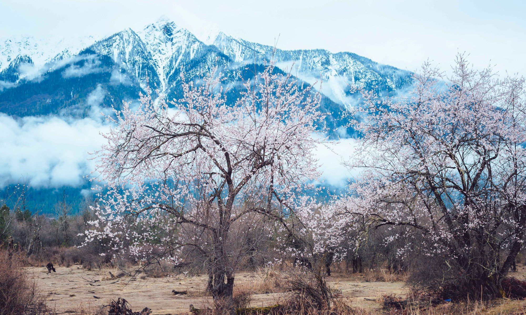 寻找桃花之魂,去波密看全世界最美的桃花