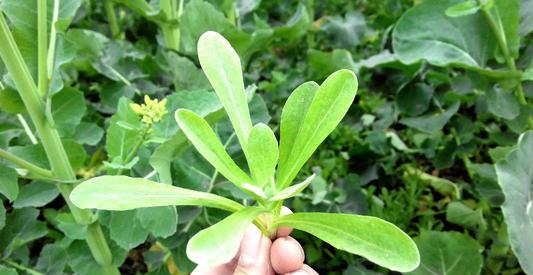 草头是棉线头草(学名叫鼠曲草),把草的嫩头掐断,可看到断层面有丝丝的
