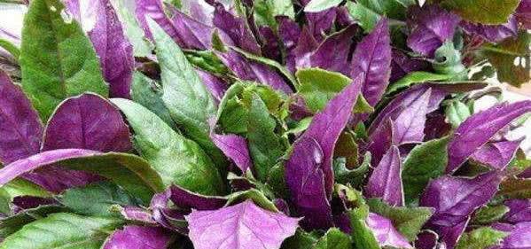 这盆栽被称为补血菜原来是因为它叶色血红有补血作用