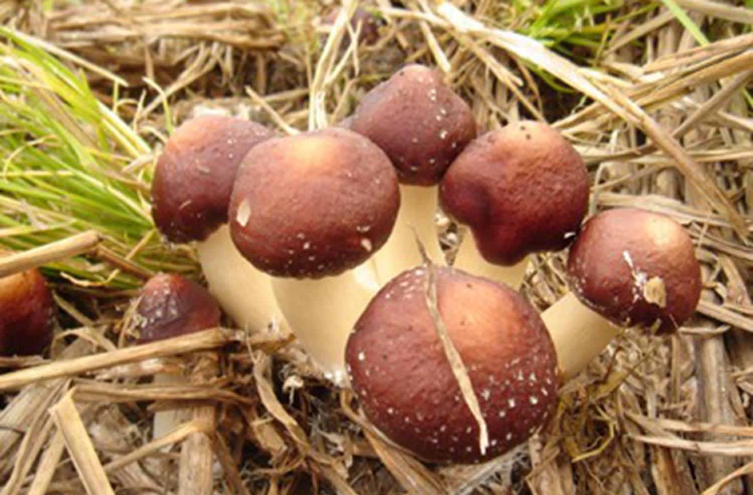 大球盖菇的栽培条件和栽培方法看看这里就知道了