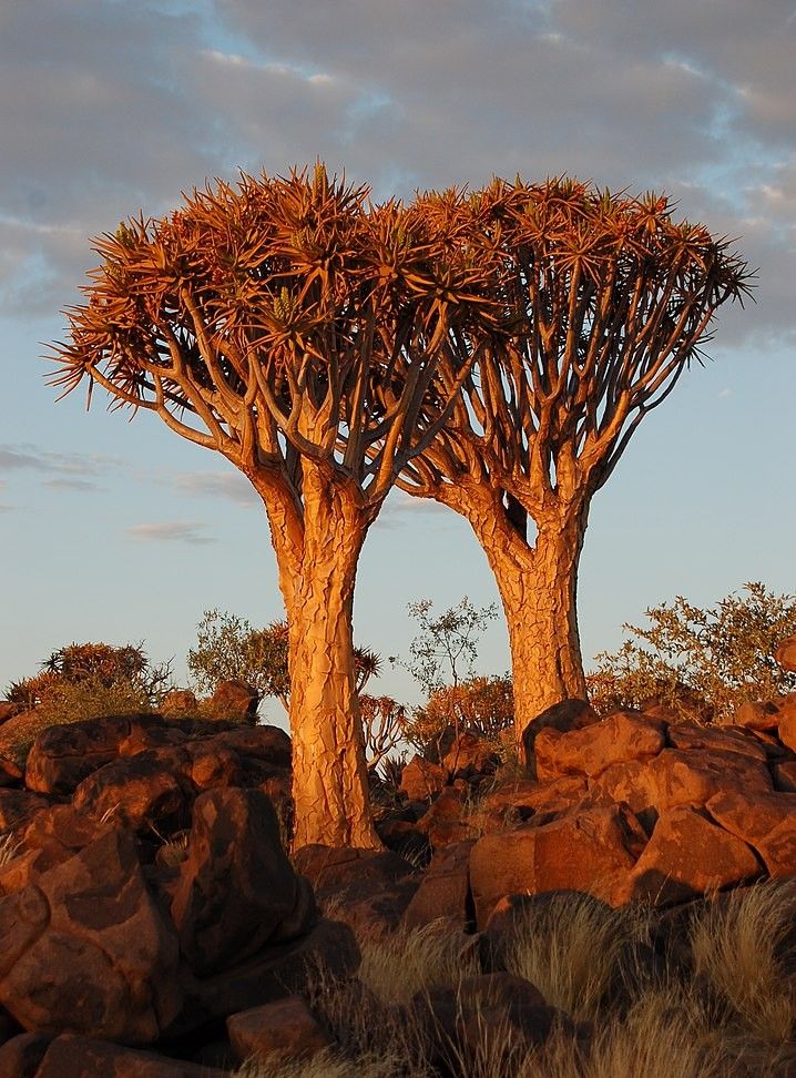 非洲这树懂得舍弃深谙生存哲学,人类自愧弗如,唉