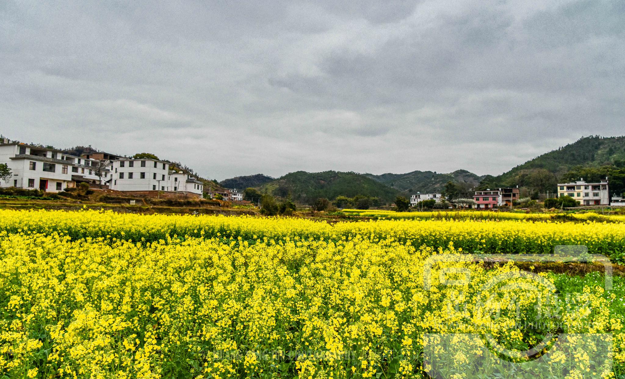 江西赣县区白涧村美丽盛开的油菜花,如画的乡村风景令人流连忘返