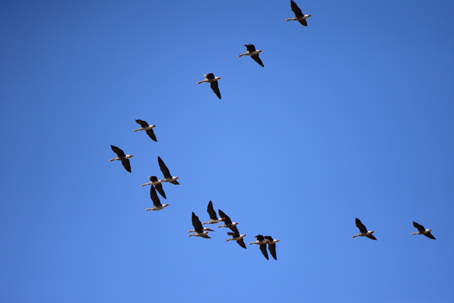 自由飞翔的大雁,原创拍摄_高清图集_新浪网