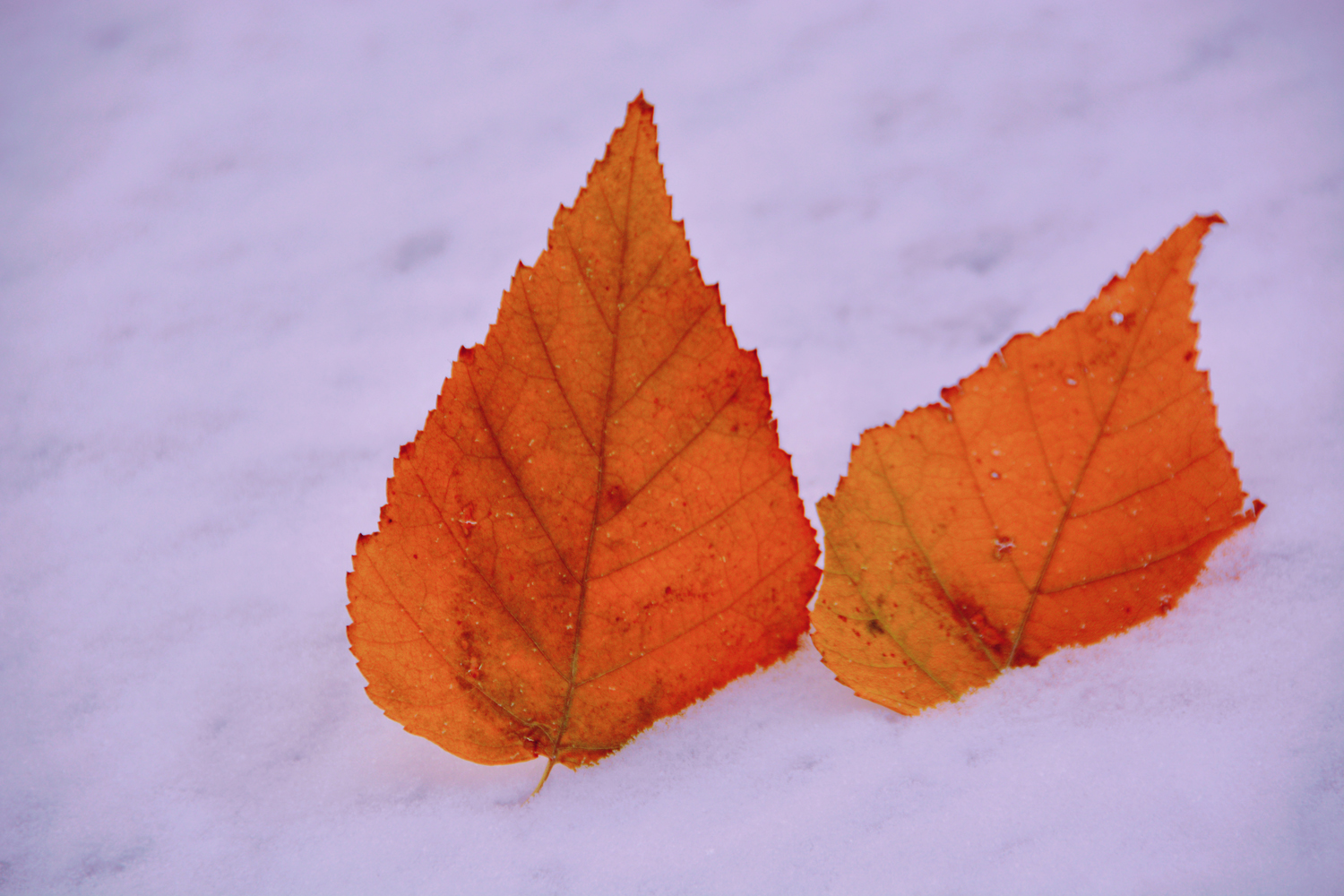 雪地上的树叶,原创摄影