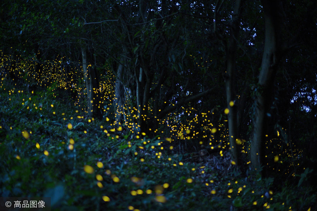 摄影| 漫天飞舞的萤火虫,把你带入童话世界