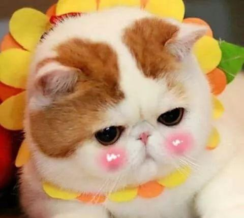 猫咪害羞的样子怎么这么可爱!