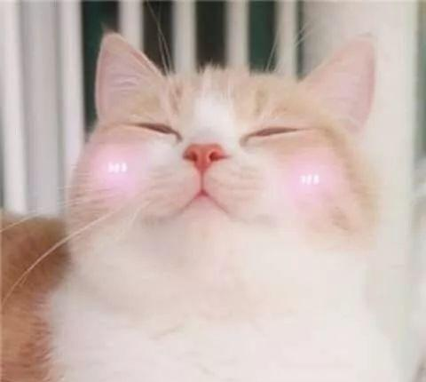 猫咪害羞的样子怎么这么可爱!