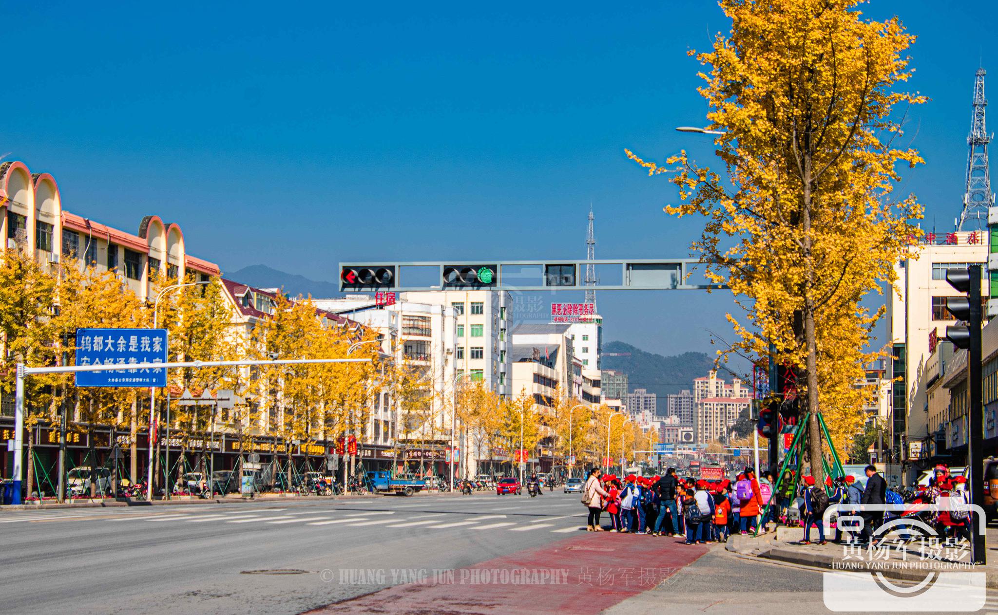 江西大余县伯坚大道的美,金黄的银杏装点了城市,黄金大道很漂亮_高清