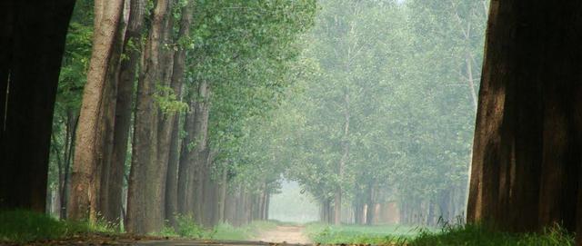 "河南塞罕坝"——数万亩平原林海, 周末自驾好去处