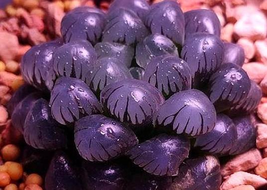 玉露这么养,紧实透亮又水灵,胖嘟嘟太可爱,赶紧养一盆