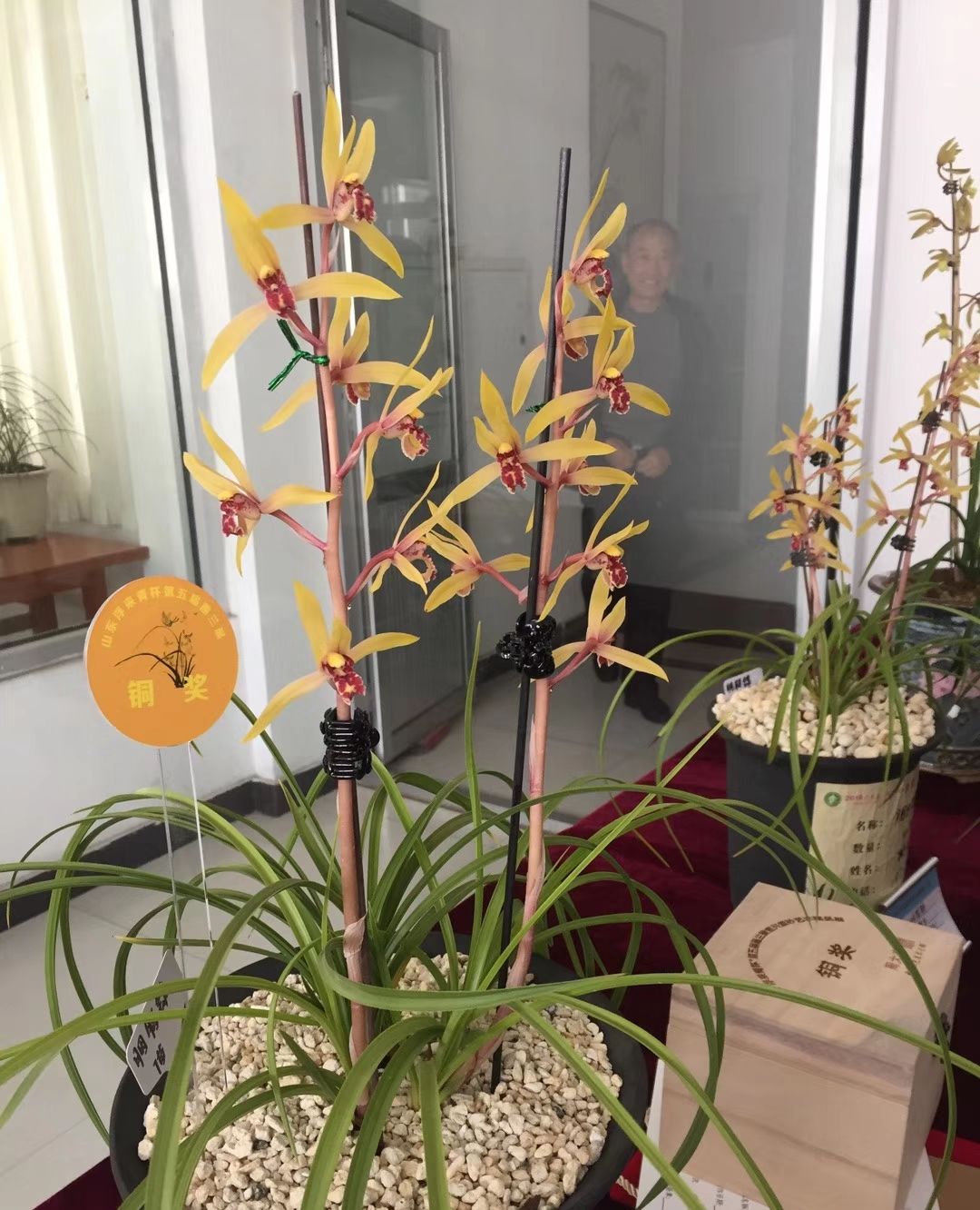 莒县浮来青兰花展播,品种不一样,值得拥有_高清图集_新浪网