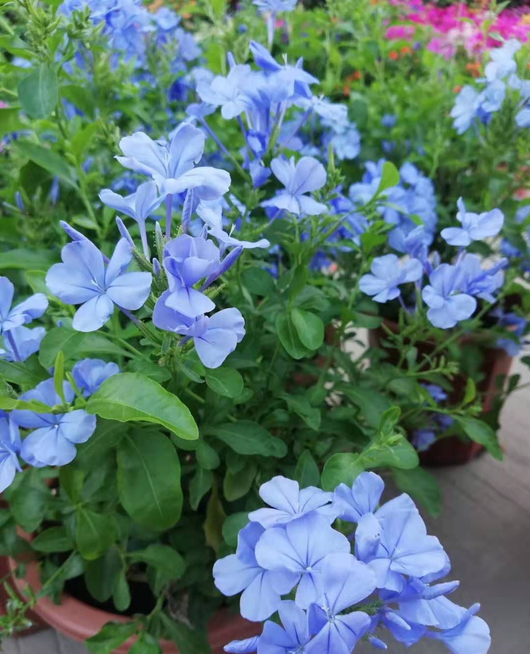 1 / 7 蓝雪花,淡淡的蓝色,带着一点忧郁和另类的美.