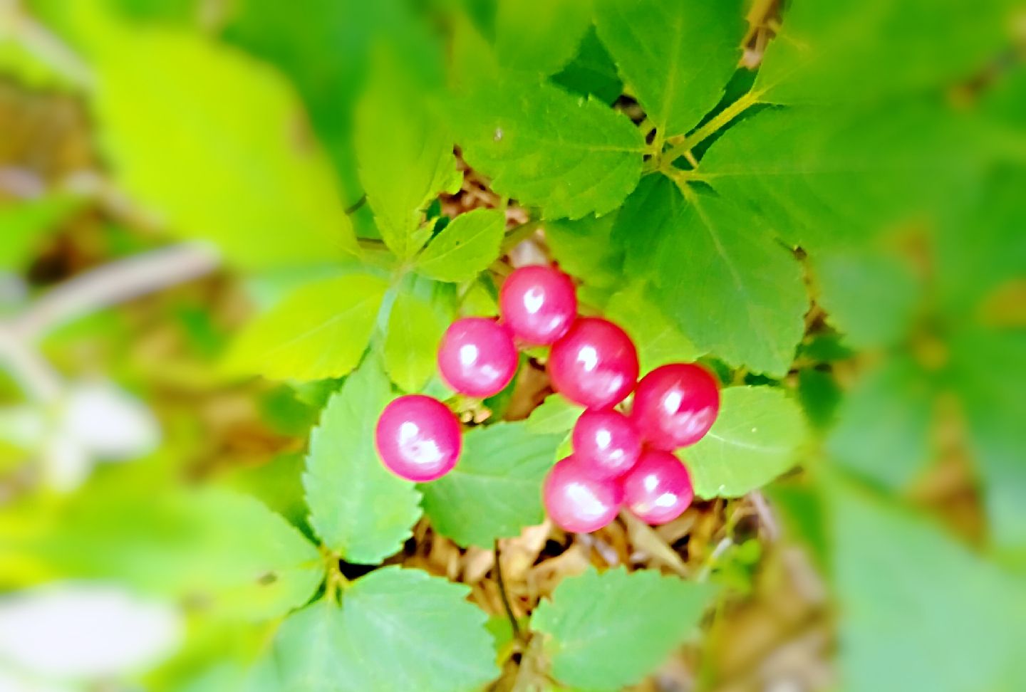 "识花君"伴我一路爬山|功效|消肿|乌蔹莓_新浪新闻